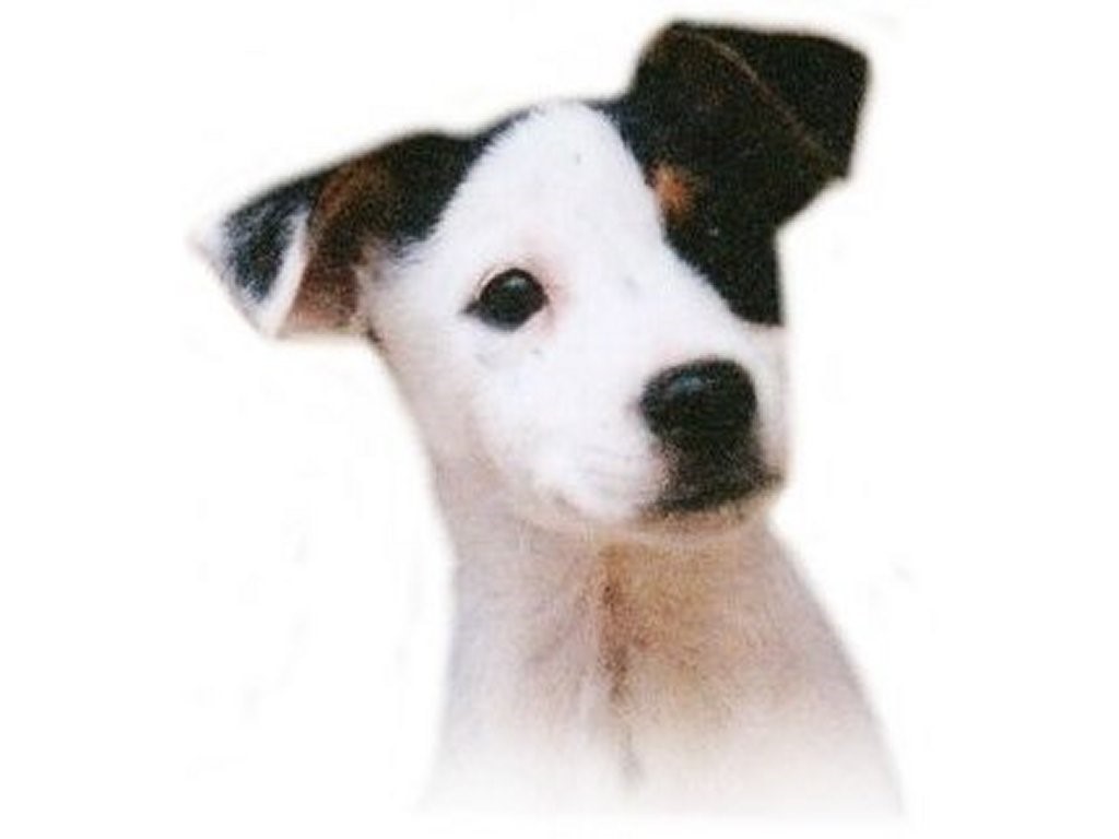 June is Dog License Month - Click for More Information